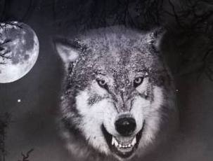 Винилография Wolf anger (V2) на капот 